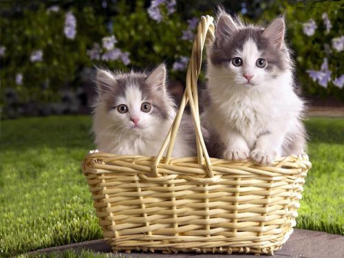 Котята - яркие фотографии этих милых животных
