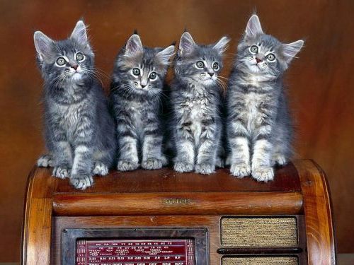 Котята - яркие фотографии этих милых животных